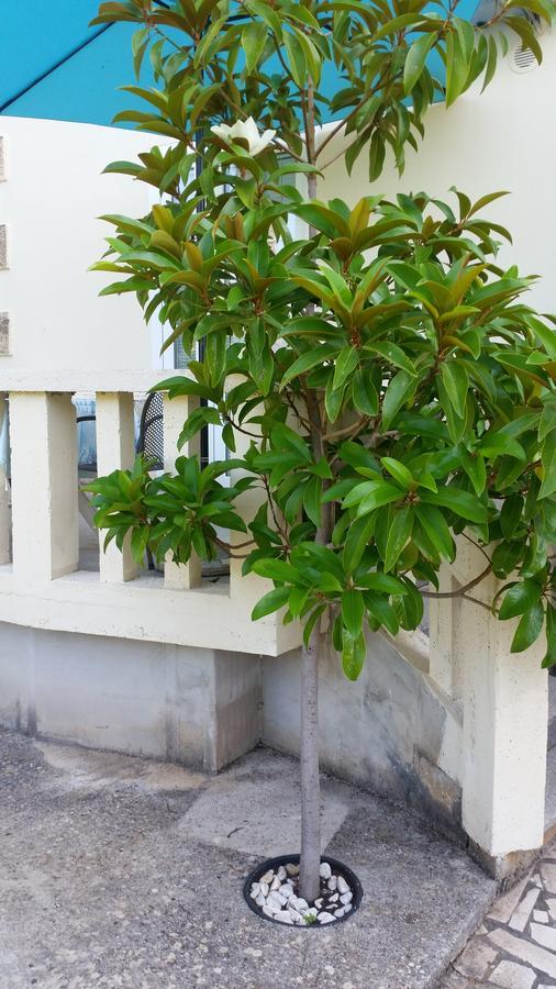 Apartment Tiha Cavtat
